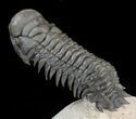 Crotalocephalina Trilobite - Great Detail #39796-4